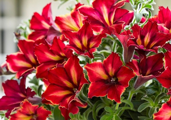 Petunia atkinsiana Crazytunia Mandeville (12cm)