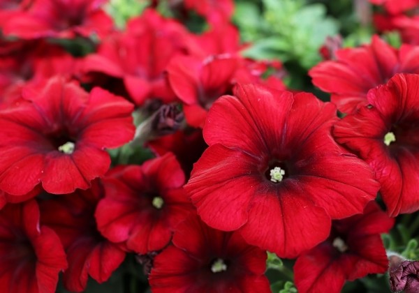 Petunia atkinsiana Crazytunia Red Blues (12cm)