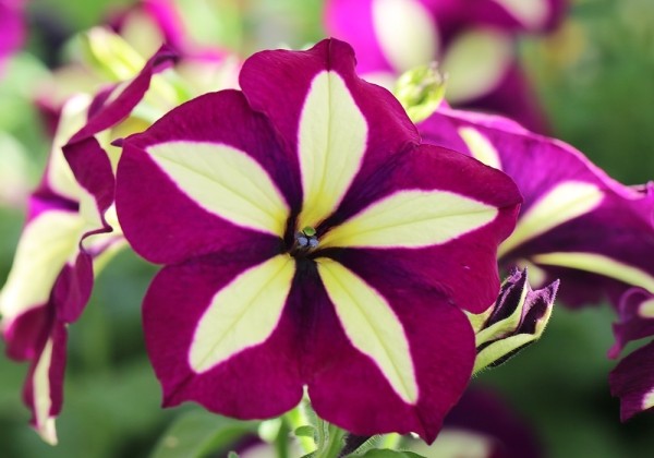Petunia atkinsiana Crazytunia Knight Rider