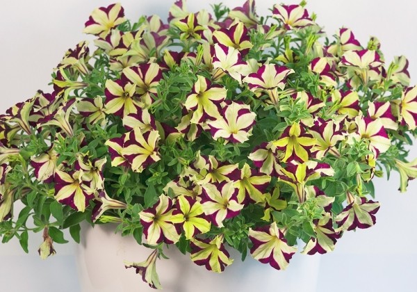 Petunia atkinsiana Crazytunia Knight Rider