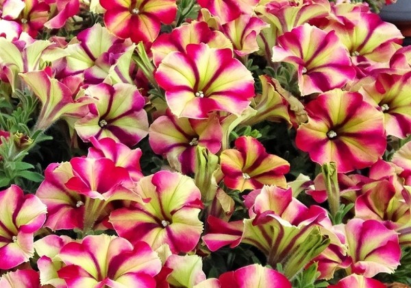 Petunia atkinsiana Crazytunia Razzmatazz