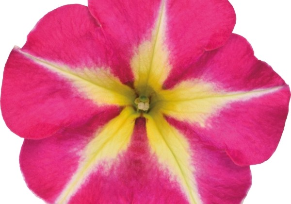 Petunia atkinsiana Crazytunia Pink Flamingo (12cm)