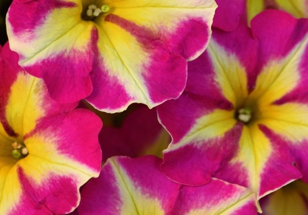 Petunia atkinsiana Crazytunia Pink Flamingo (12cm)