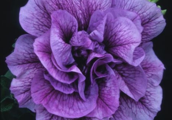 Petunia atkinsiana Tumbelina Priscilla (XXL)