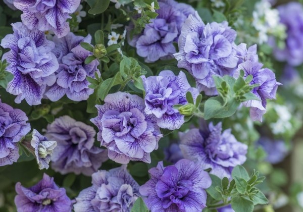 Petunia atkinsiana Tumbelina Priscilla (XXL)