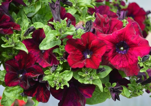 Petunia atkinsiana Surfinia Burgundy