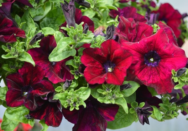 Petunia atkinsiana Surfinia Burgundy (12cm)