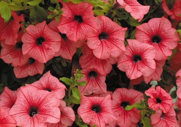 Petunia atkinsiana Surfinia Hot Red (12cm)