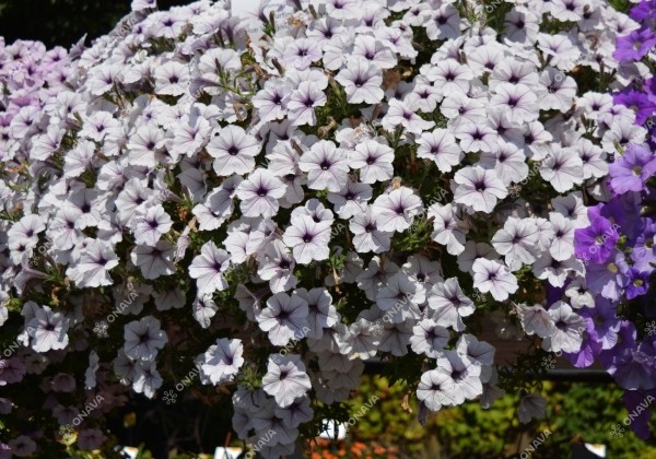 Petunia atkinsiana Surfinia Blue Vein