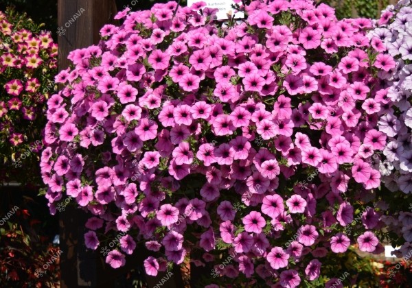 Petunia atkinsiana Surfinia Pink Vein