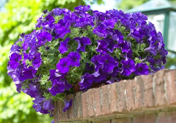 Petunia atkinsiana Surfinia Gigant Blue