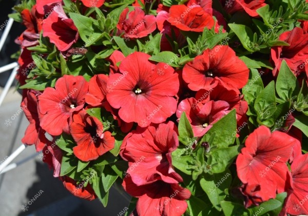 Petunia atkinsiana Surfinia Deep Red