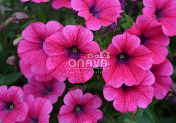Petunia atkinsiana Prettytoonia Hot Pink Patio (12cm)