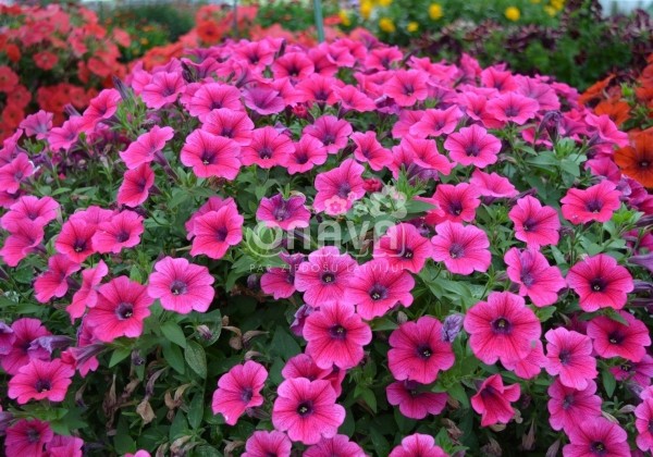 Petunia atkinsiana Prettytoonia Hot Pink Patio (12cm)