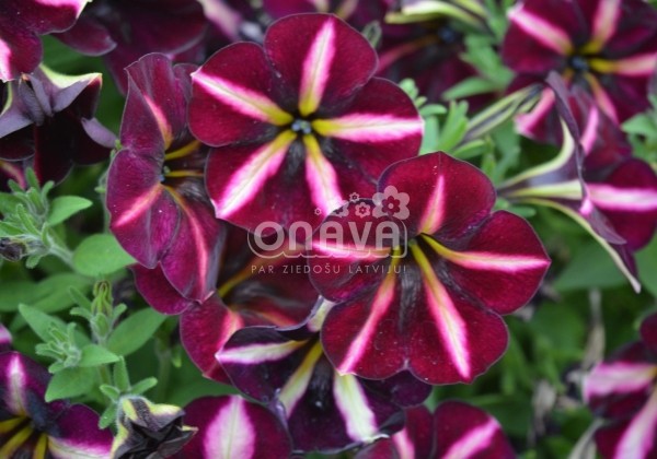 Petunia atkinsiana Prettytoonia Black Cherry Stripes (12cm)