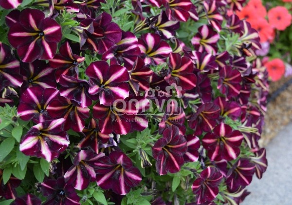 Petunia atkinsiana Prettytoonia Black Cherry Stripes (XXL)