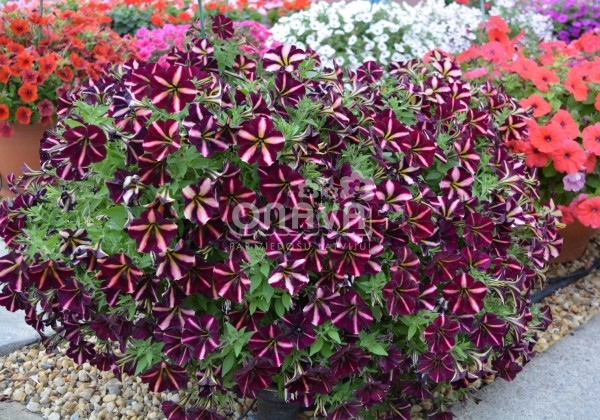 Petunia atkinsiana Prettytoonia Black Cherry Stripes (XXL)