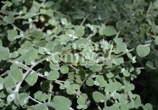 Helichrysum petiolare Silver