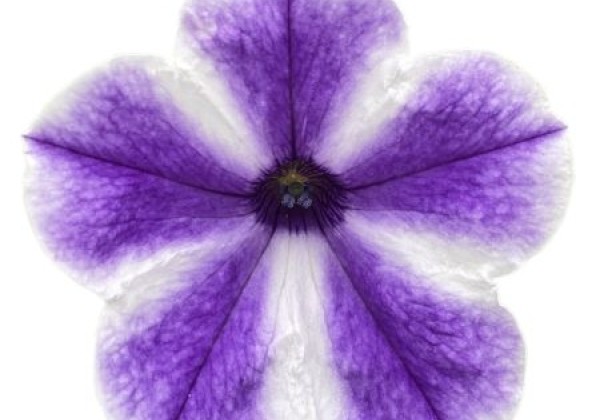 Petunia atkinsiana Surfinia Lagoon Blue Star