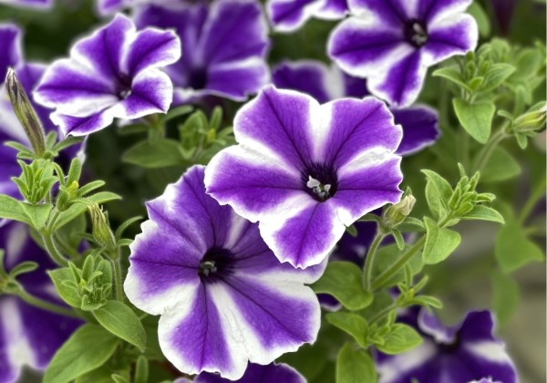 Petunia atkinsiana Surfinia Lagoon Blue Star