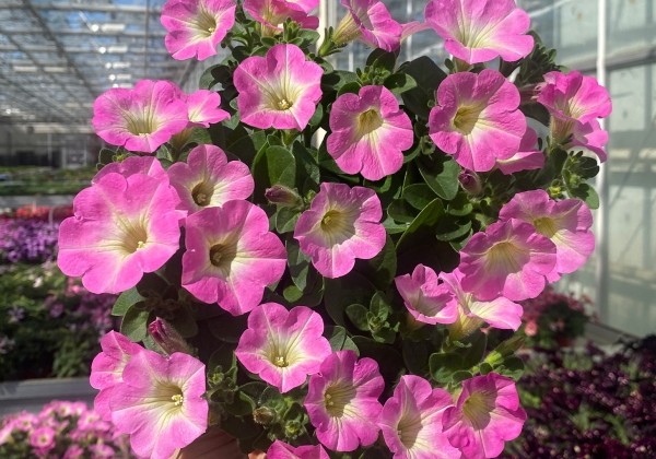 Petunia atkinsiana Prettytoonia Bright Pink (12 cm)