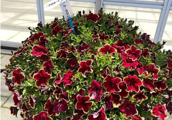 Petunia atkinsiana Surfinia Burgundy Yellow Picotee (12cm)
