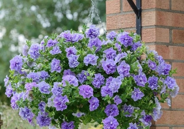 Petunia atkinsiana Tumbelina Sophia