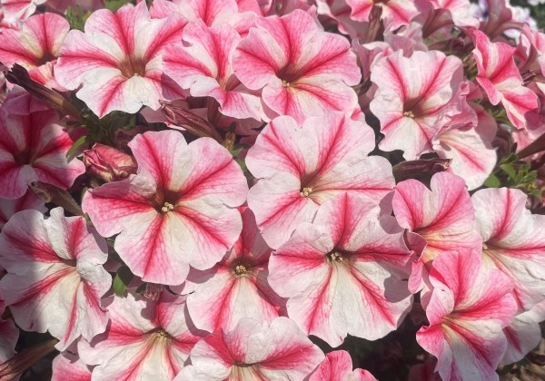 Petunia atkinsiana Prettytoonia Strawberry Cream (XXL)