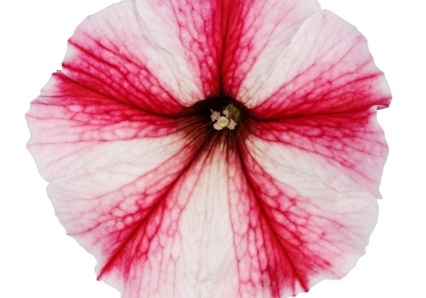 Petunia atkinsiana Prettytoonia Strawberry Cream (12 cm)