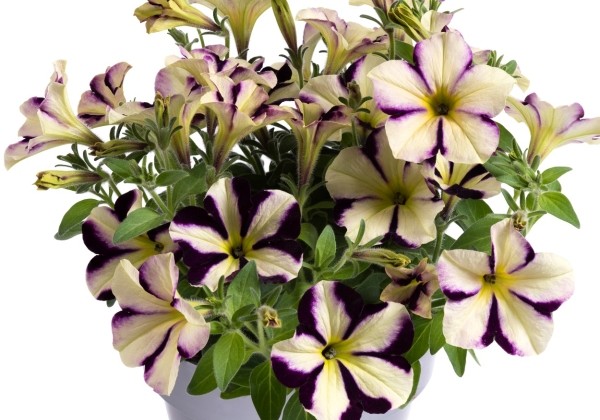 Petunia atkinsiana Prettytoonia Cassis Star