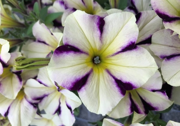 Petunia atkinsiana Prettytoonia Cassis Star