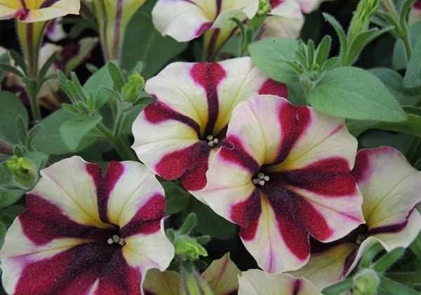 Petunia atkinsiana Prettytoonia Red Cream
