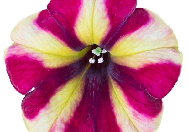 Petunia atkinsiana Prettytoonia Red Cream