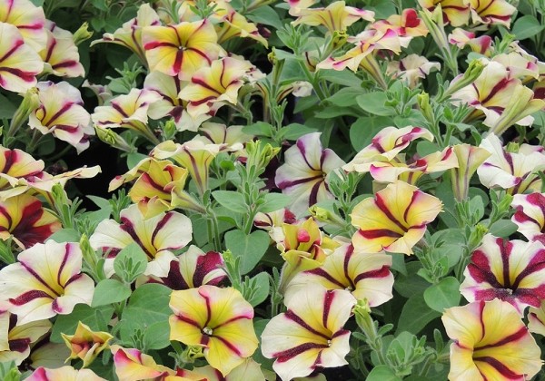 Petunia atkinsiana Prettytoonia Red Cream