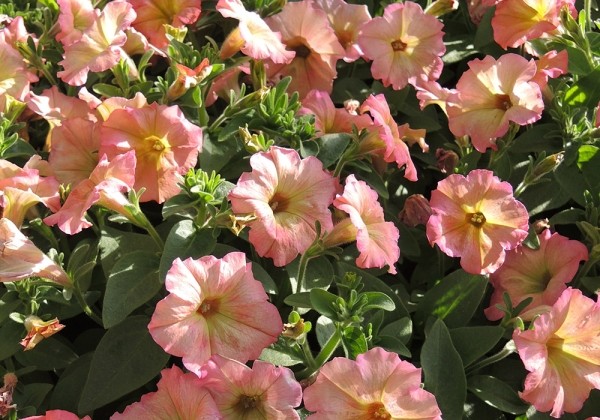 Petunia atkinsiana Prettytoonia Apricot (12cm)