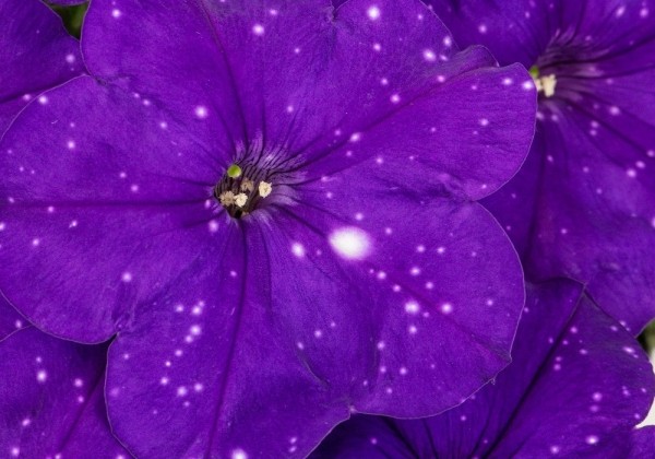 Petunia atkinsiana Constellation Virgo (XXL)