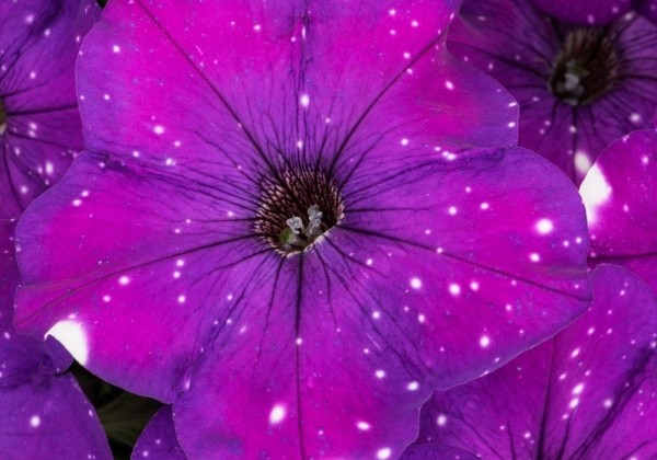 Petunia atkinsiana Constellation Aries