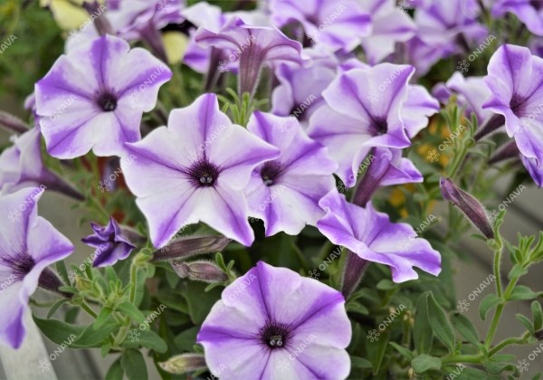 Petunia atkinsiana Prettytoonia Blue Jet (XXL)
