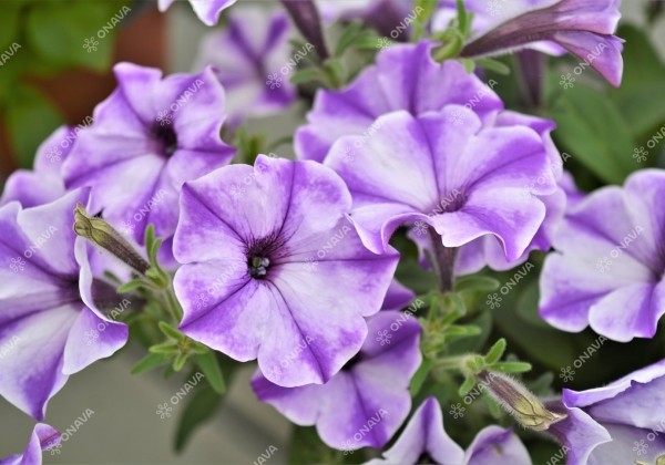 Petunia atkinsiana Prettytoonia Blue Jet (XXL)