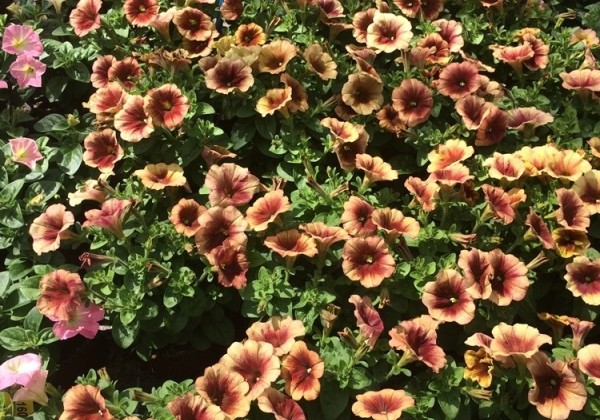 Petunia atkinsiana Prettytoonia Cappuccino (12cm)