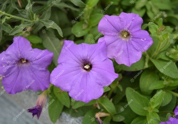 Petunia atkinsiana Prettytoonia Blue (XXL)