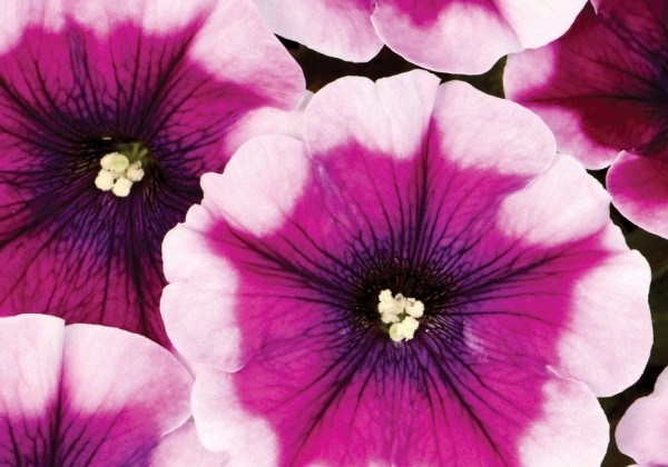 Petunia atkinsiana Crazytunia Passion Punch