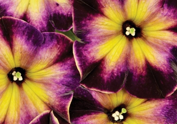Petunia atkinsiana Crazytunia Moonstruck