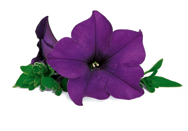 Petunia atkinsiana Surfinia Blue Improved
