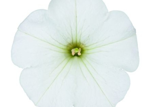 Petunia atkinsiana Surfinia Impulz White