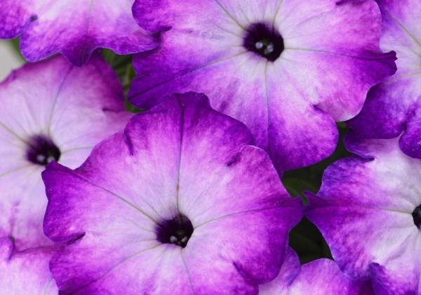 Petunia atkinsiana Crazytunia Purple Storm (XXL)