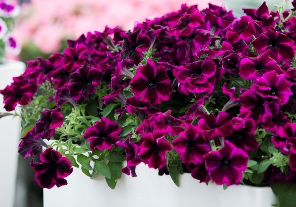 Petunia atkinsiana Crazytunia Cosmic Purple (XXL)