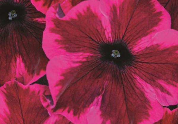 Petunia atkinsiana Crazytunia Cosmic Purple (XXL)