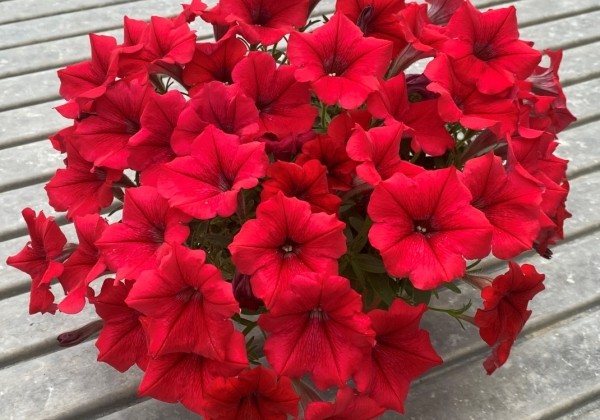 Petunia atkinsiana Prettytoonia Red (12cm)
