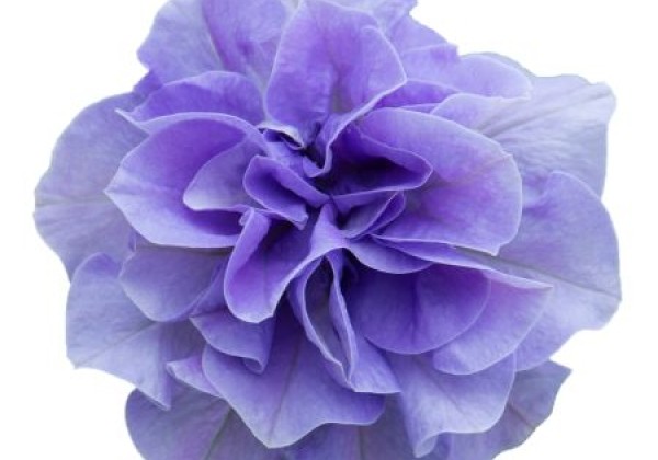Petunia atkinsiana Tumbelina Maria (XXL)